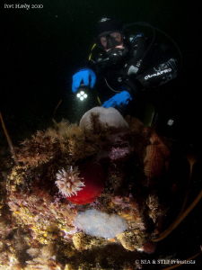 Underwater northwest pacific life. by Bea & Stef Primatesta 